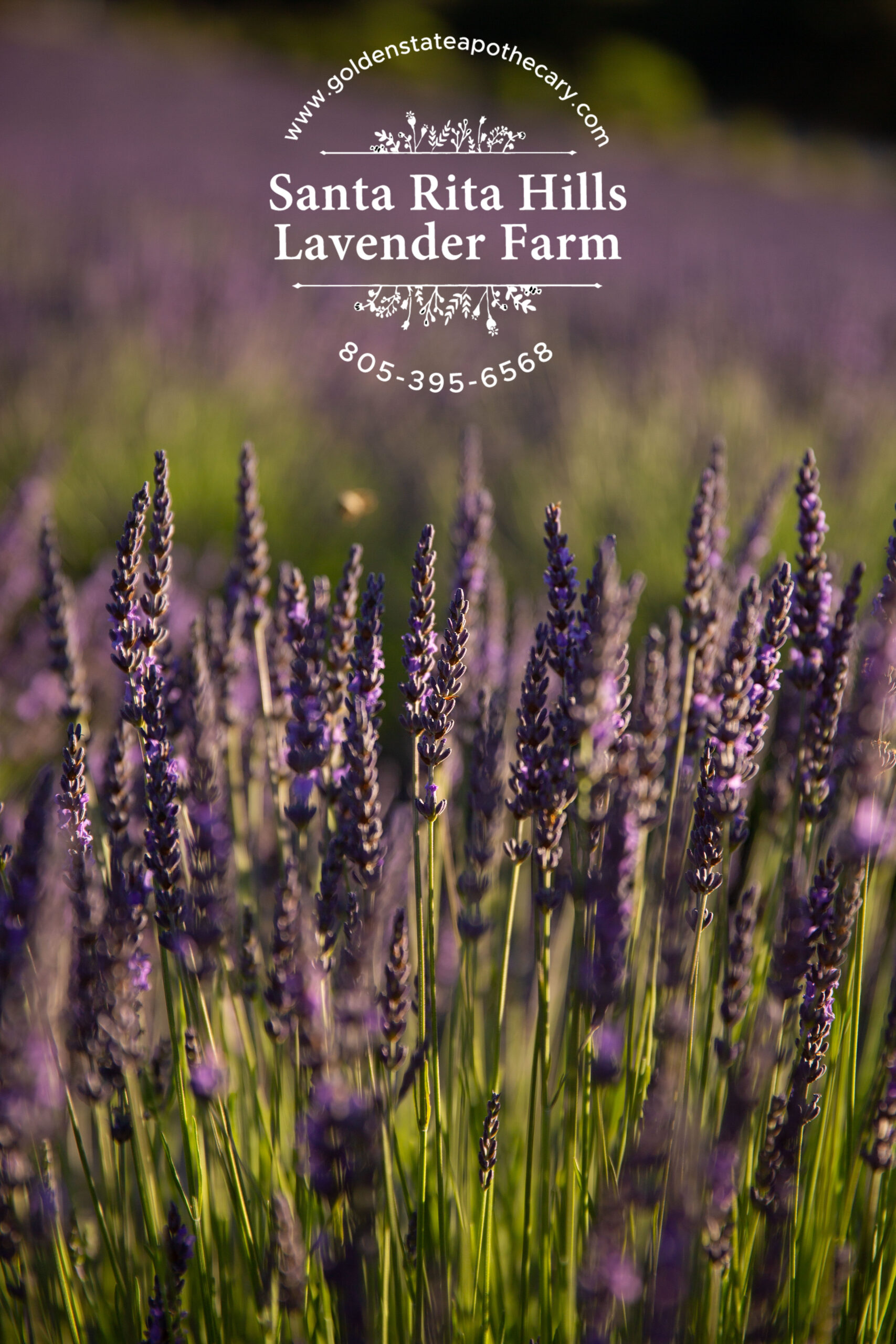 Santa Rita Hills Lavender Farm